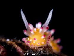 C A N D Y
(Cadlinella ornatissima) by Lilian Koh 